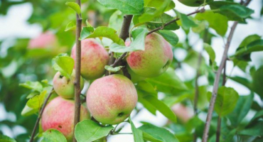 Sněženka jablečná - jak pěstovat tuto odrůdu